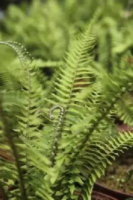 POLYSTICHUM munitum