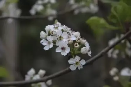 PYRUS calleryana 'Chanticleer'