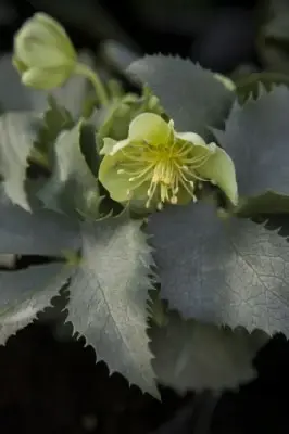 HELLEBORUS argutifolius - image 1