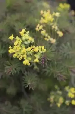 EUPHORBIA cyparissias 'Fens Ruby' - image 1