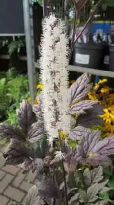 ACTAEA 'Chocoholic'