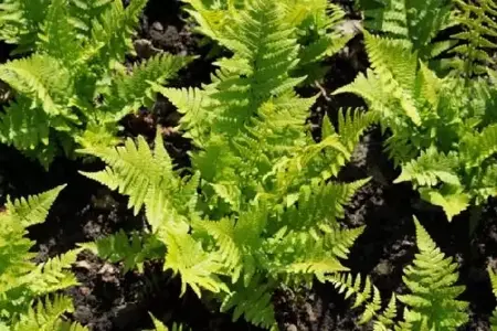 DRYOPTERIS filix-mas - image 1