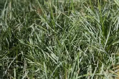 SESLERIA caerulea