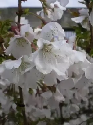 PRUNUS nipponica 'Brilliant'