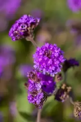 VERBENA rigida - image 1