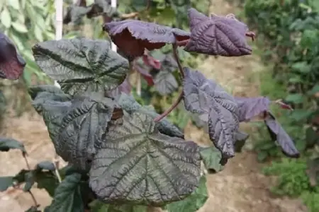 CORYLUS avellana 'Red Majestic'