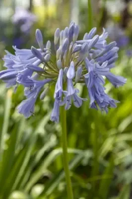 AGAPANTHUS 'Liam's Lilac' - image 3