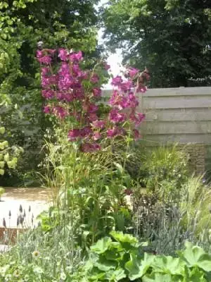 PENSTEMON 'Blackbird' - image 1