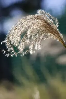 MISCANTHUS nepalensis - image 1