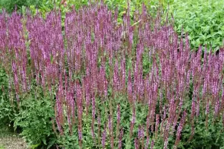 SALVIA nemorosa 'Amethyst'