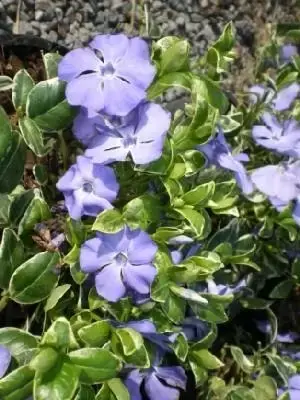 VINCA minor 'Ralph Shugert'