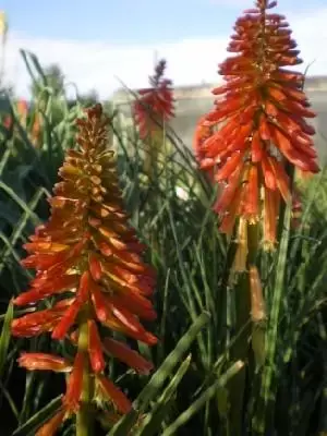 KNIPHOFIA 'Papaya Popsicle'