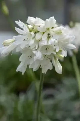 AGAPANTHUS 'Arctic Star'