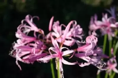 NERINE bowdenii