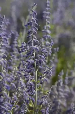 SALVIA 'Lacey Blue'