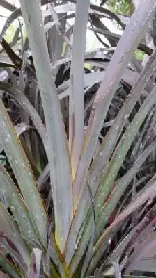 PHORMIUM 'Platt's Black'