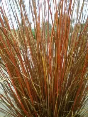 CAREX buchananii - image 1