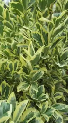 EUONYMUS japonicus 'Bravo'