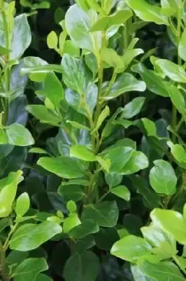 GRISELINIA littoralis 'Green Horizon'