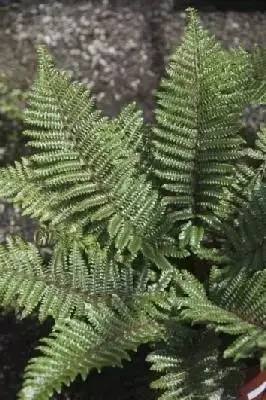 POLYSTICHUM polyblepharum - image 1