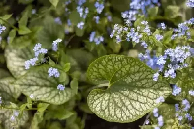 BRUNNERA macrophylla 'Jack Frost' - image 1