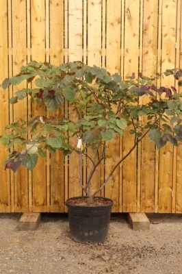 CERCIS canadensis 'Forest Pansy'