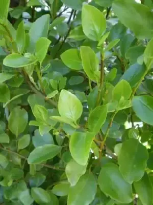 GRISELINIA littoralis