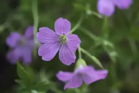 GERANIUM endressii - image 1