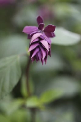 SALVIA 'Love and Wishes'