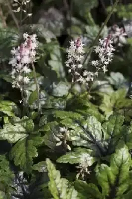 TIARELLA 'Sugar and Spice'