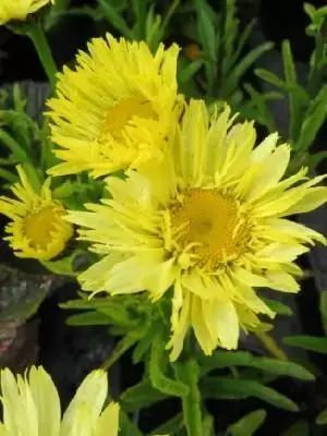 LEUCANTHEMUM x superbum 'Goldfinch'