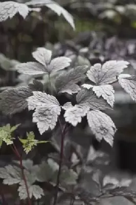 ACTAEA simplex 'Brunette' - image 1