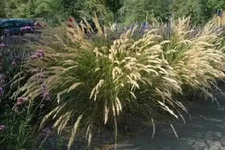 STIPA calamagrostis