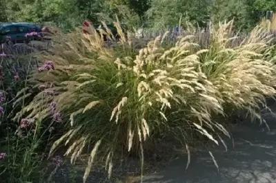 STIPA calamagrostis