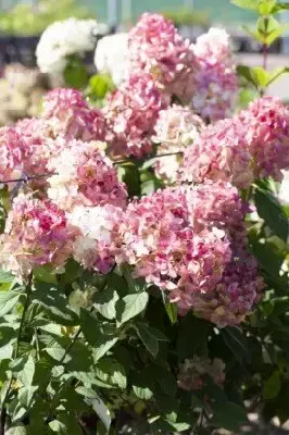 HYDRANGEA paniculata 'Fire Light' - image 1