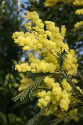 ACACIA dealbata