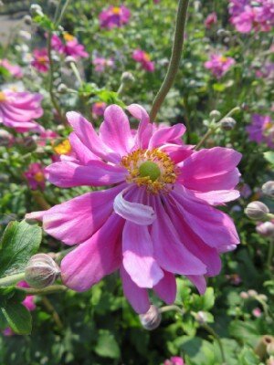 ANEMONE x hybrida 'Prinz Heinrich'