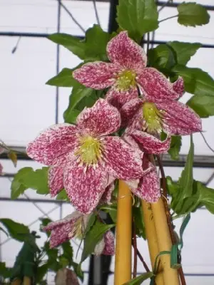 CLEMATIS cirrhosa 'Freckles'