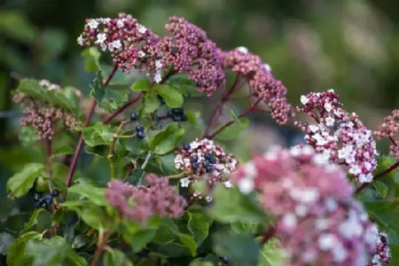 Viburnum tinus