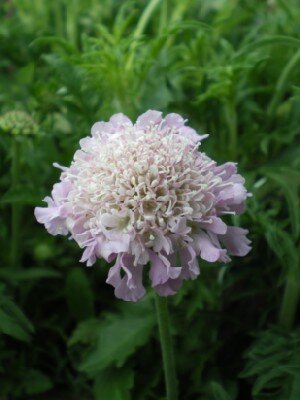 SCABIOSA 'Pink Mist'