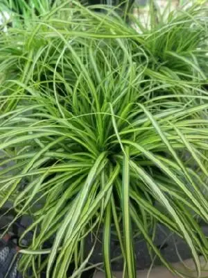 CAREX oshimensis 'Eversheen'