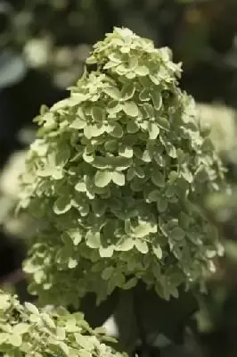 HYDRANGEA paniculata 'Magical Candle'