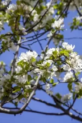 MALUS baccata 'Street Parade' - image 1