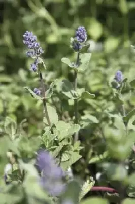 NEPETA grandiflora 'Summer Magic'