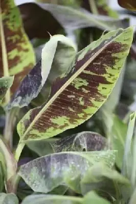 MUSA acuminata 'Dwarf Cavendish' - image 1