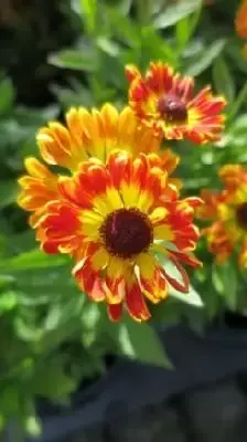 HELENIUM autumnale 'Salsa'