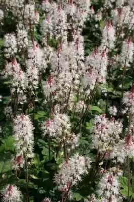 TIARELLA 'Spring Symphony' - image 1