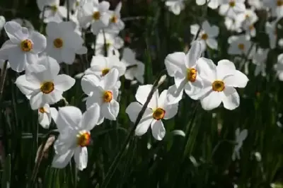 Narcissus poeticus recurvus