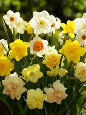 Narcissus mixed