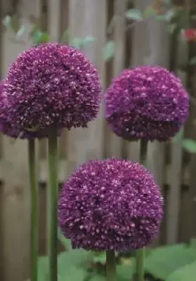 ALLIUM 'Ambassador'